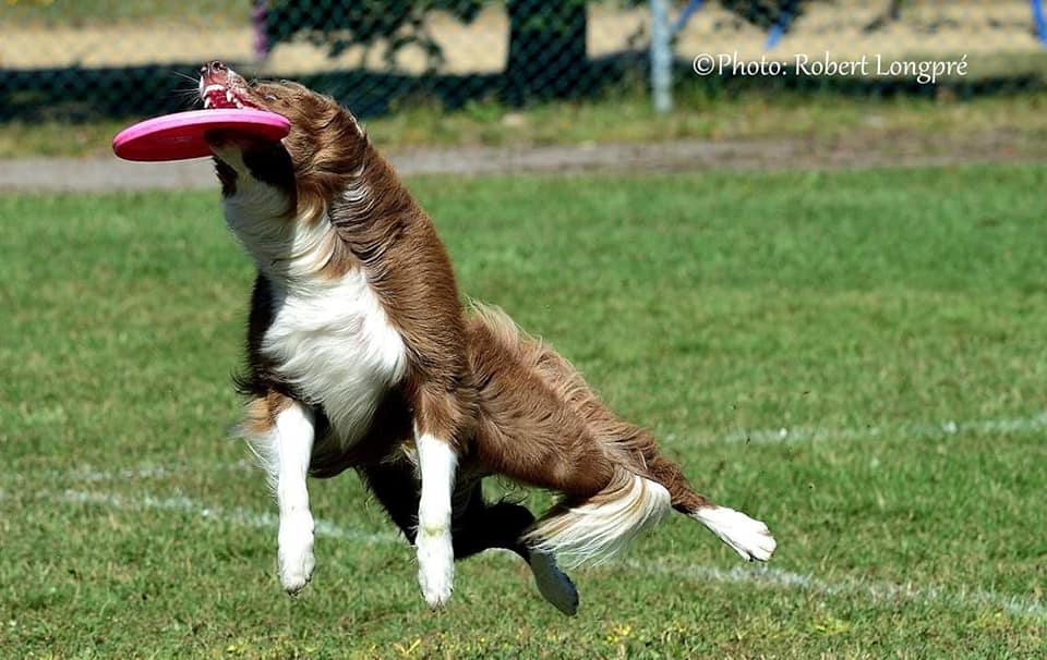 AD097 Frisbee Toupie pour Chien Camon - Un chien dans le Marais
