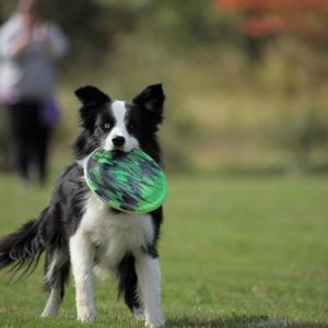 Atelier de distance - Frisbee